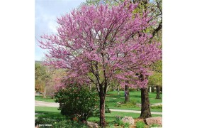 CERCIS CANADENSIS-4 anni