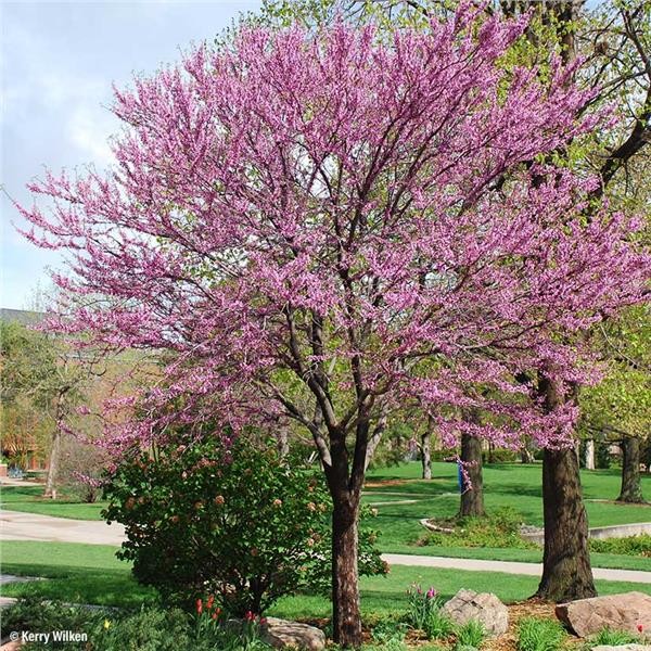 CERCIS CANADENSIS-4 anni