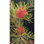 CALLISTEMON CITRINUS-3 anni