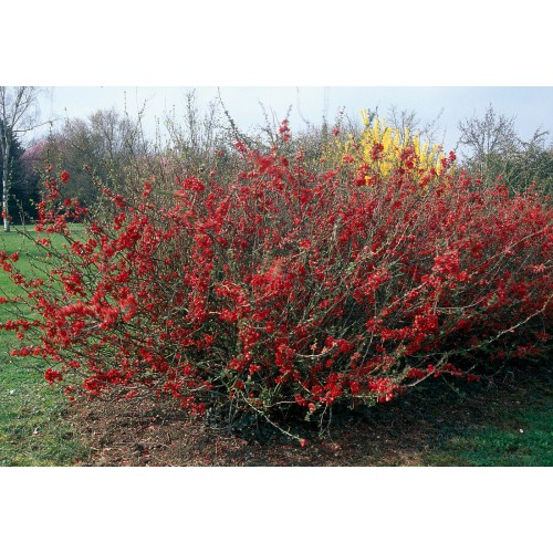 CHAENOMELES JAPONICA