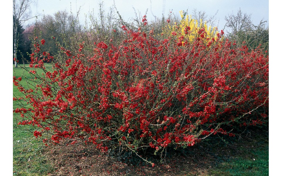 CHAENOMELES JAPONICA