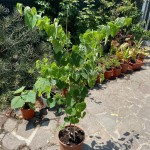 CERCIS CANADENSIS-4 anni