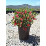 CALLISTEMON CITRINUS-3 anni