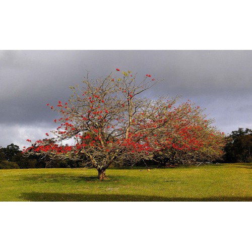 ERYTHRINA VESPERTILIO