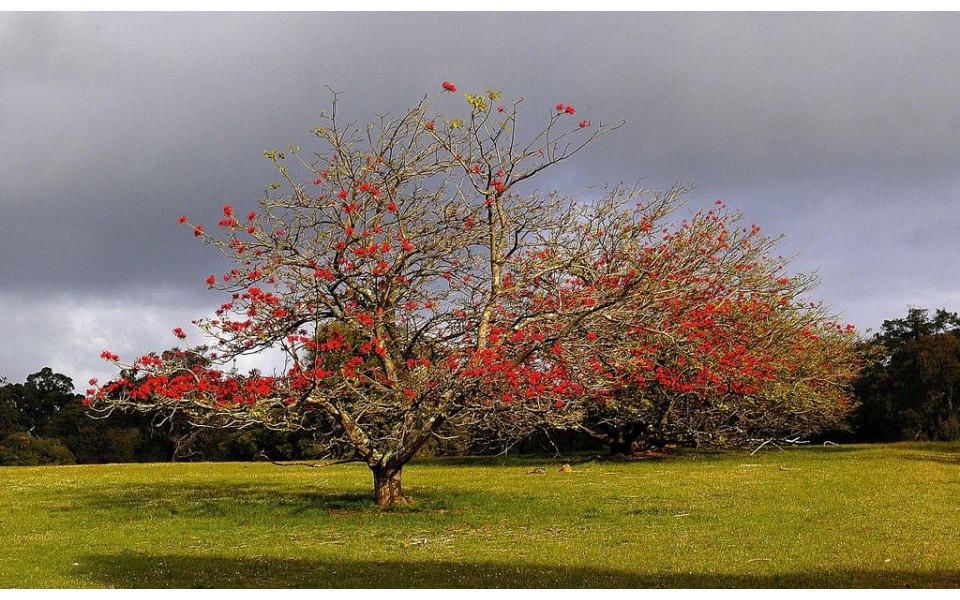 ERYTHRINA VESPERTILIO