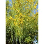 PARKINSONIA ACULEATA