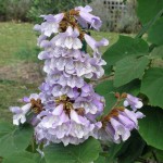 PAULOWNIA FORTUNEI