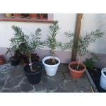 CALLISTEMON CITRINUS-3 anni