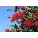 CALLISTEMON CITRINUS-3 anni