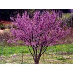 CERCIS CANADENSIS-4 anni