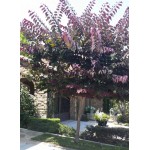 CERCIS CANADENSIS-4 anni