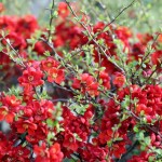 CHAENOMELES JAPONICA