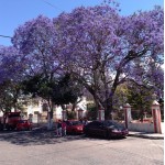 JACARANDA MIMOSIFOLIA