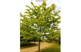 GLEDITSIA TRIACANTHOS