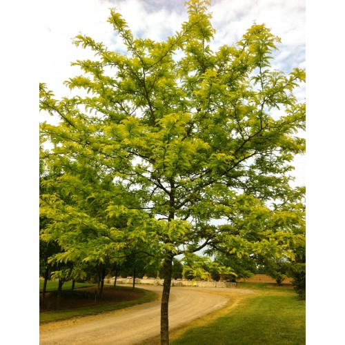 GLEDITSIA TRIACANTHOS