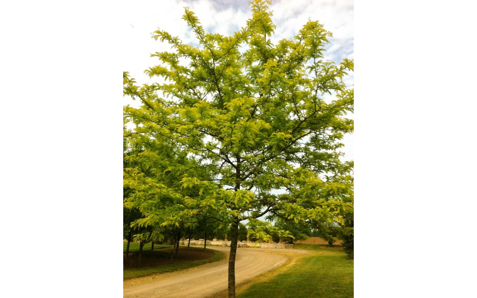 GLEDITSIA TRIACANTHOS