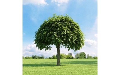 CATALPA BIGNONIOIDES