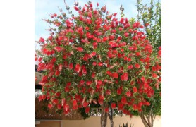 CALLISTEMON CITRINUS-3 anni