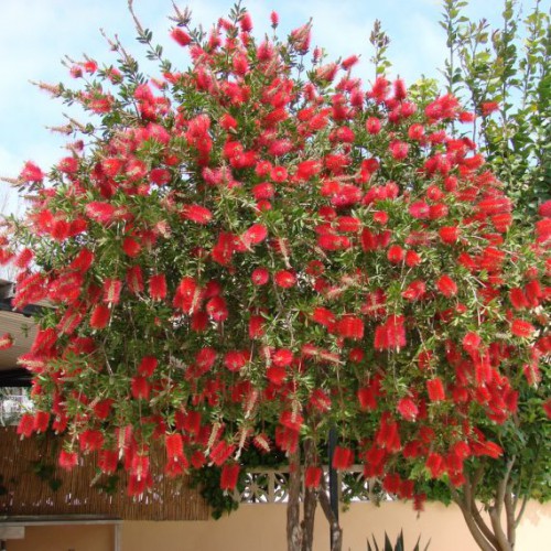 CALLISTEMON CITRINUS-3 anni