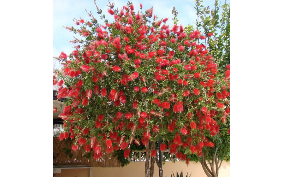 CALLISTEMON CITRINUS-3 anni