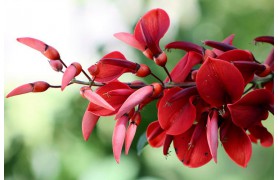 ERYTHRINA CRISTA GALLI