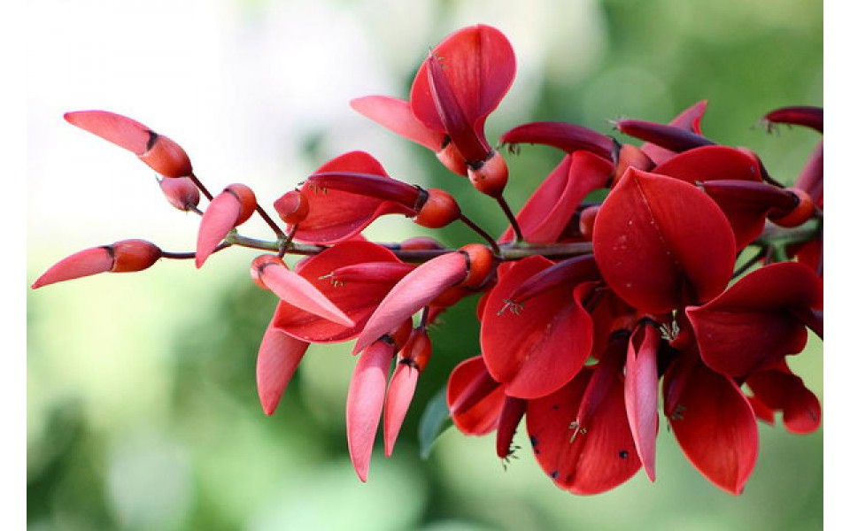 ERYTHRINA CRISTA GALLI