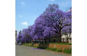 JACARANDA MIMOSIFOLIA