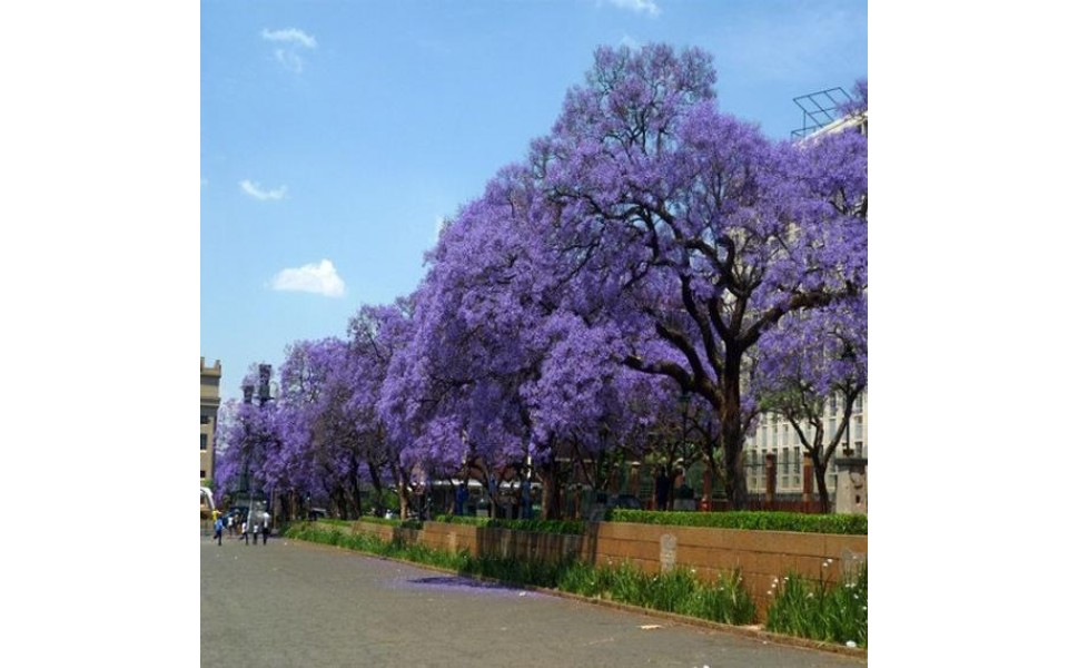 JACARANDA MIMOSIFOLIA