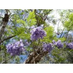 JACARANDA MIMOSIFOLIA