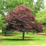 CERCIS CANADENSIS-4 anni