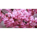 CERCIS CANADENSIS-4 anni