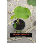 JATROPHA PODAGRICA