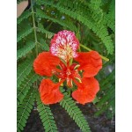 DELONIX REGIA