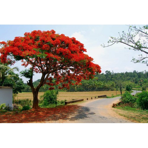 DELONIX REGIA