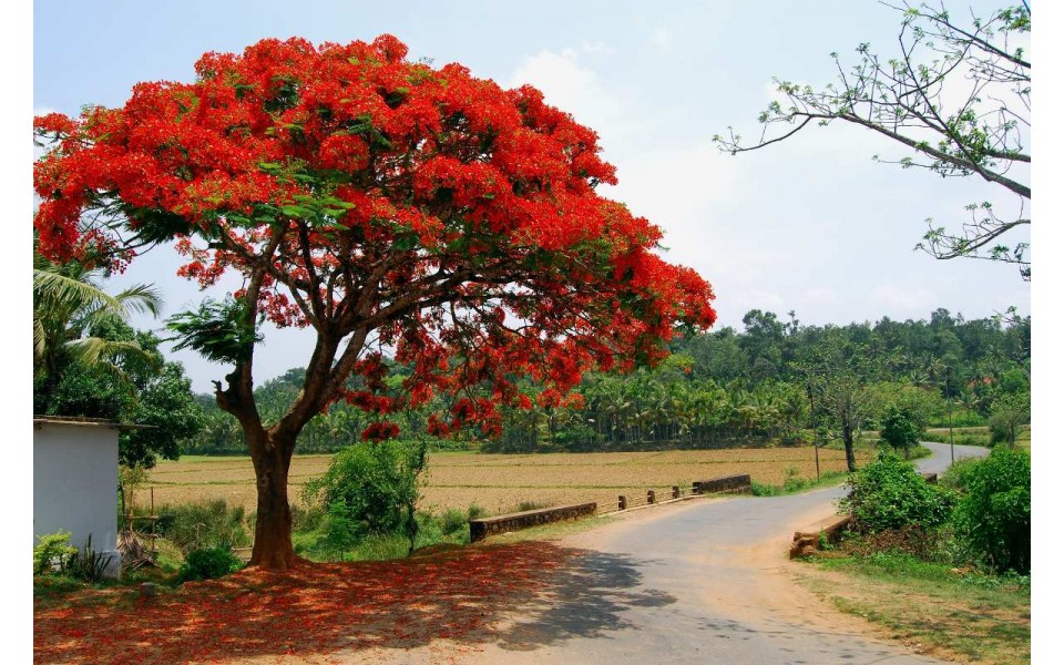 DELONIX REGIA